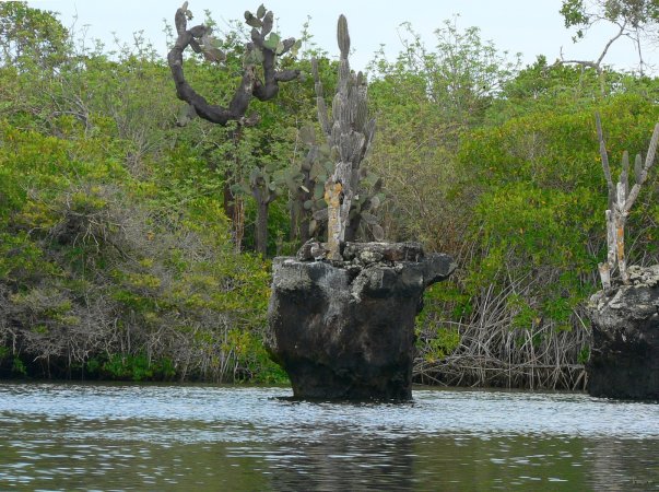 123- Sculpture dans la mangrove 